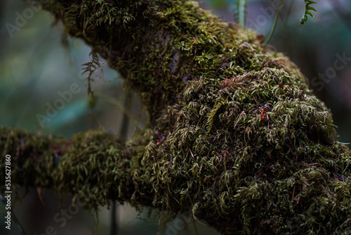 Green moss on the tree
