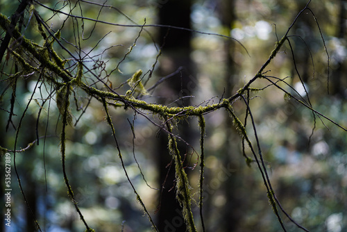 Branches of a tree with moss