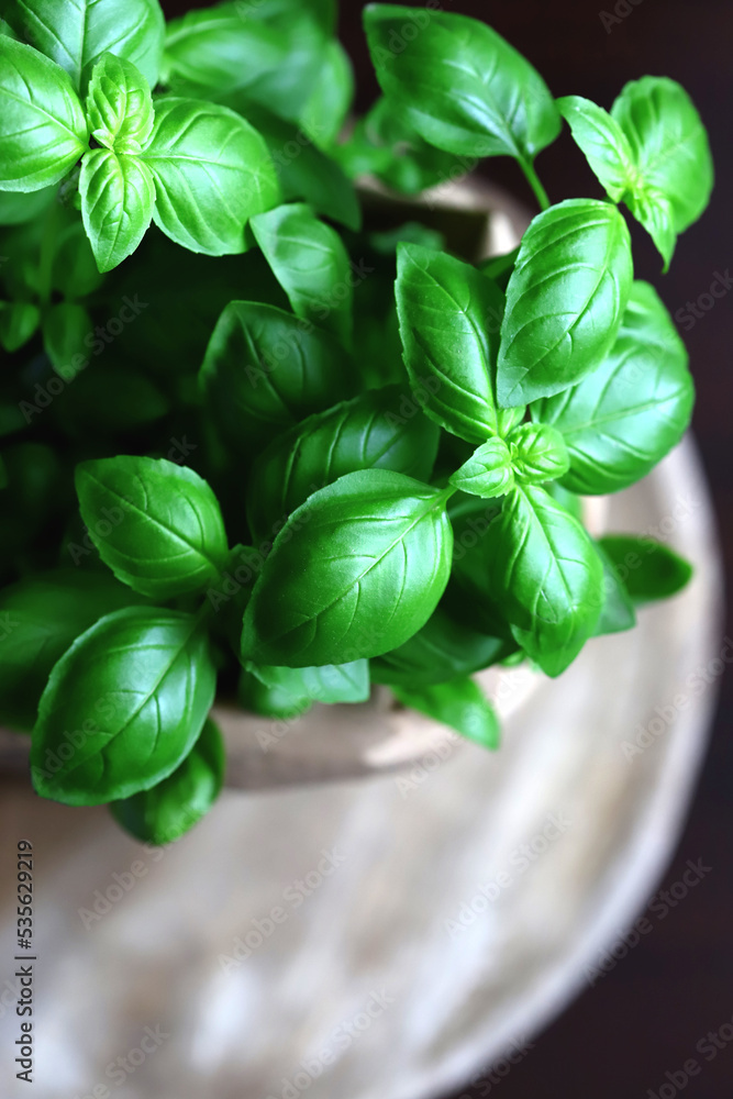 Fototapeta premium Fresh basil leaves in a pot on a dark background.