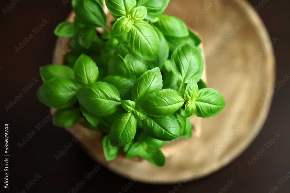 Fresh basil leaves in a pot on a dark background. Fresh basil leaves in a pot on a dark background.