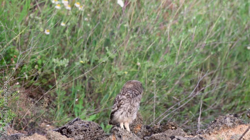 Bird Little owl in natural habitat Athene noctua. The young bird turns its head around and flies away. Bird Little owl in natural habitat Athene noctua. The young bird turns its head around and flies away.