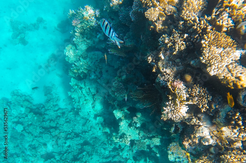 Coral reef in the sea off the coast in azure water.