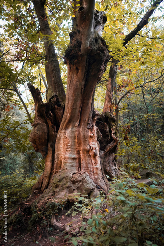 Big Old Chestnut Tree. Monumental tree. Centenary tree. Montseny Natural Park