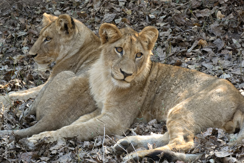 Two young lions lying in Lower Zambezi National Park  Zambia