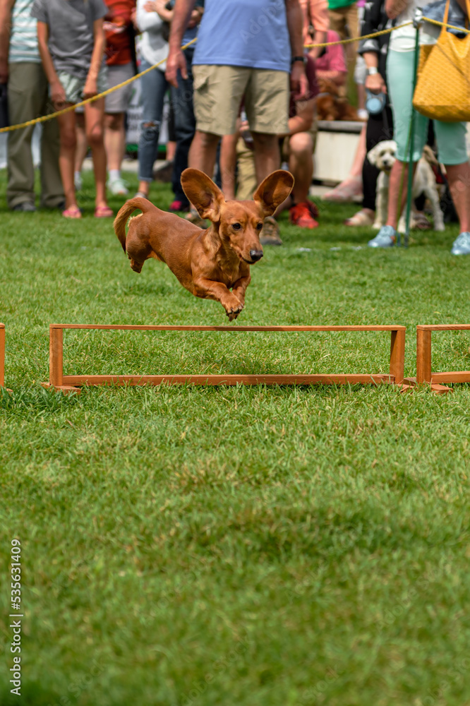 Dachshund Leaps Over Hurdle Ears Up