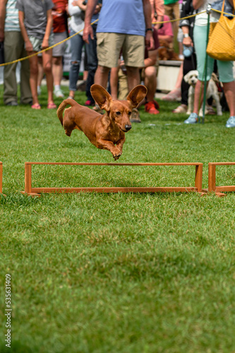 Obraz na płótnie Dachshund Leaps Over Hurdle Ears Up w salonie