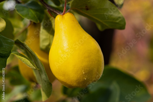 ripe yellow quince on a tree