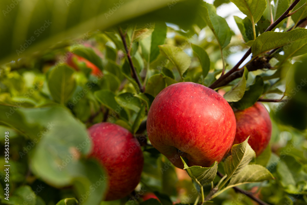 ripe red topaz apples on a tree ripe red topaz apples on a tree