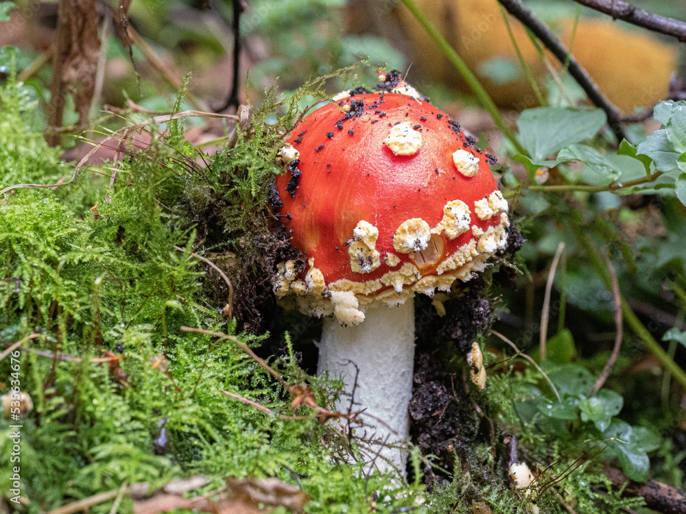 Emerging - Fly Agaric (Amanita muscaria,) Emerging - Fly Agaric (Amanita muscaria,)