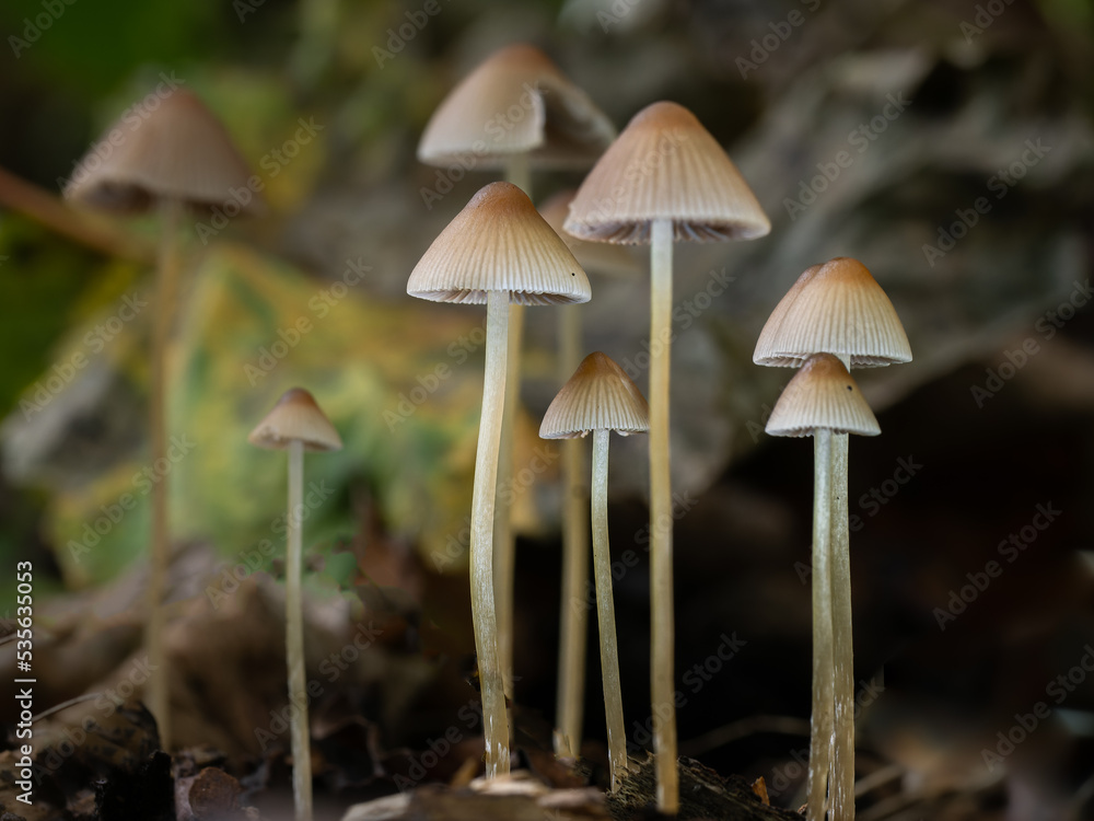 Iodine Bonnet - Mycena filopes