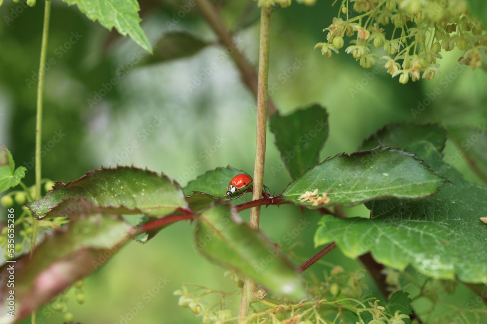 Red ladybug sitting on green plant Red ladybug sitting on green plant