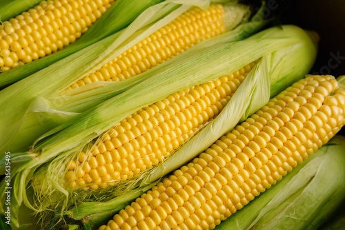 Fresh yellow corn cobs. Juicy fresh ears of corn harvest in the box. Summer and autumn harvest season. Delicious and healthy food. 