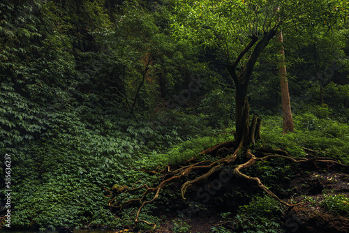 Lonely standing tree with roots among lush foliage in tropical rain forest jungle scenery 