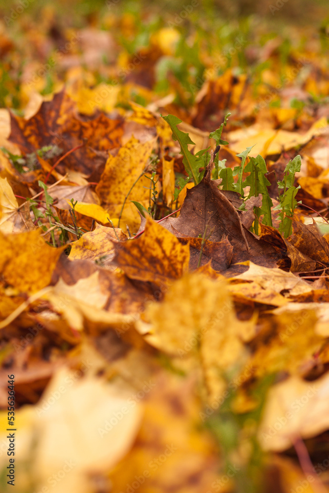 fallen leaves on the grass fallen leaves on the grass
