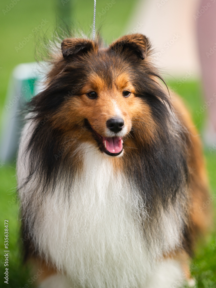 Sable shetland shepherd portrait during a dog show Sable shetland shepherd portrait during a dog show