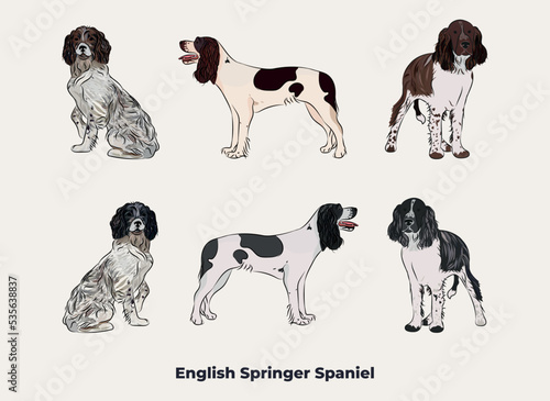 English Springer Spaniel breed, dog pedigree drawing. Cute dog characters in various poses, designs for prints adorable and cute Bulldog cartoon vector set, in different poses. All popular colors.