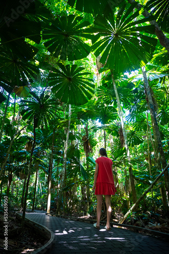 a beautiful woman in a red dress walks through the australian tropical daintree rainforest, queensland. Walking among fan palm trees
