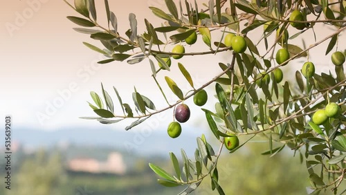 Green olives begin to ripen in October. Sprig with olives that moves in the wind. Chianti area in Tuscany. Production of extra virgin olive oil. Italy.  Selective focus