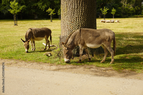 Esel im Safaripark Knuthenborg in Dänemark photo