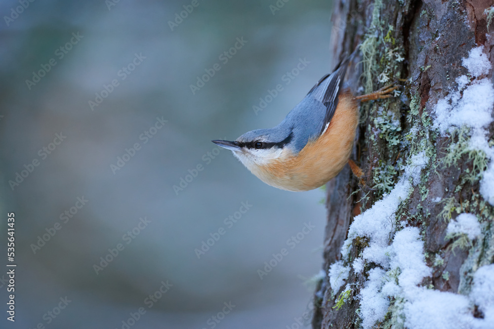 nuthatch perched on a tree trunk in winter