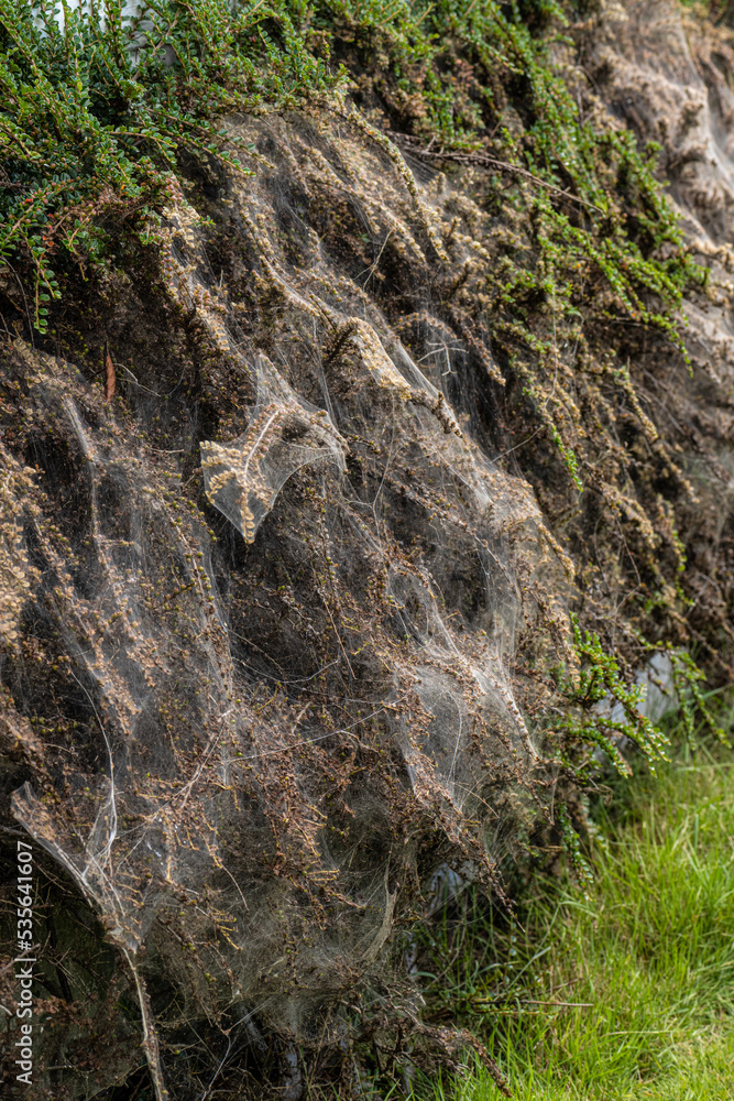 Macro photo of Ermine moth larval web in a bush. Macro photo of Ermine moth larval web in a bush.