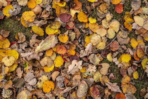 Fallen autumn leaves on grass.