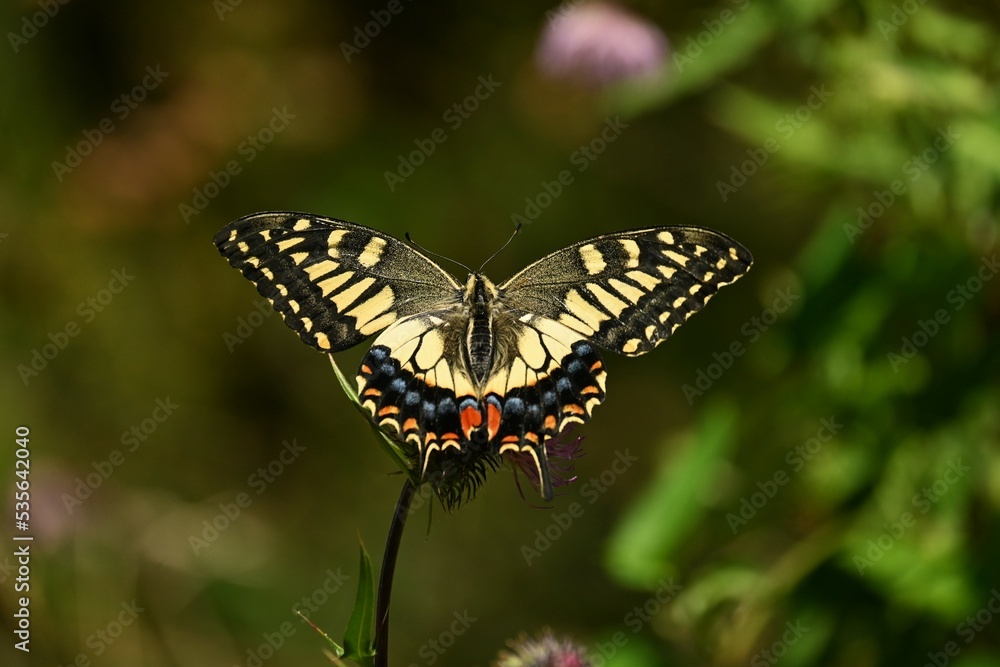 Naklejka premium アザミとキアゲハ