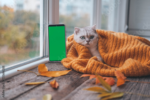 A small Scottish kitten is looking at a phone with a green screen. Advertising products for cats and kittens. Chroma Key. The cat lies near the window in a knitted orange sweater. Autumn concept.
