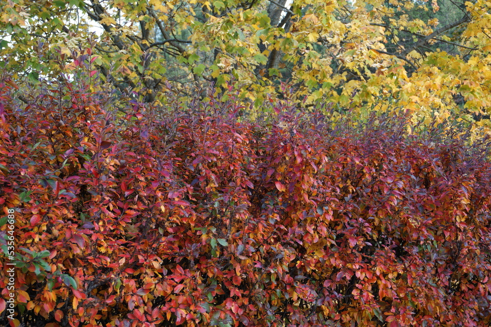Close up of autumn marple foliage towards sky during autumn, fall time. Estonia, 2022