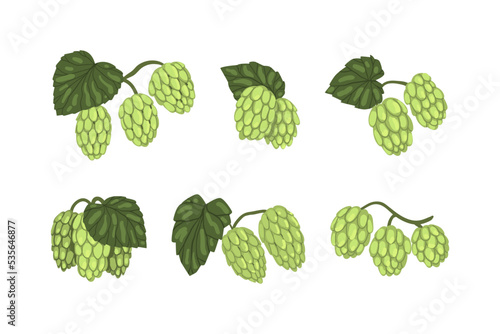 Fresh green hop plants with cones and leaves. Natural malt ingredient for beer alcohol drink production vector illustration