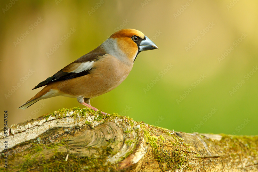 Grubodziób, pestkojad, grabołusk (Coccothraustes coccothraustes) Grubodziób, pestkojad, grabołusk (Coccothraustes coccothraustes)