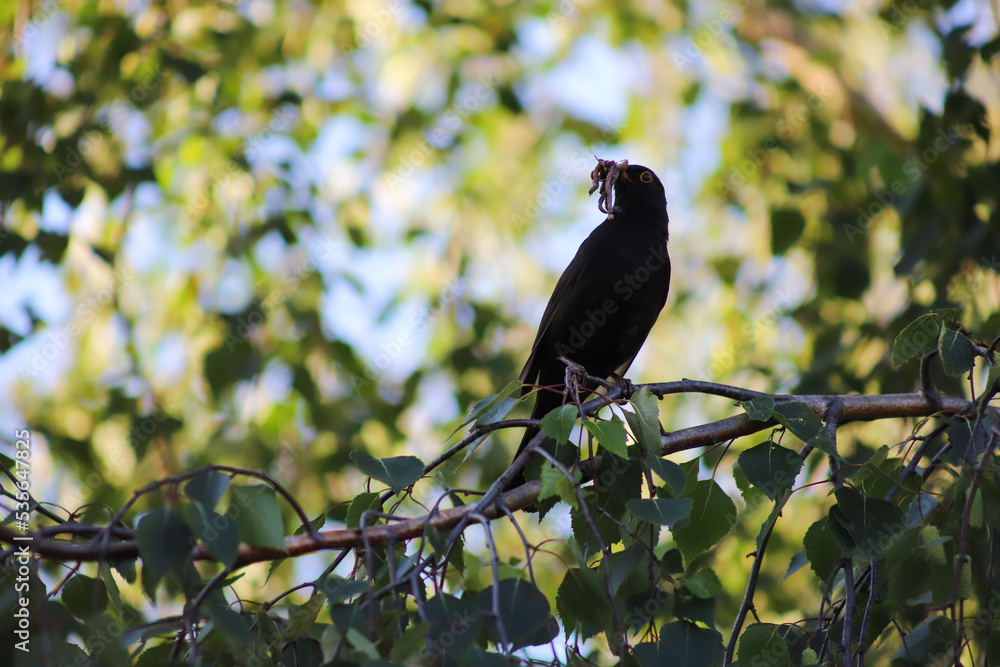 Common blackbird (Turdus merula) holding worms in his beak, perched on birch tree, Gdansk, Poland Common blackbird (Turdus merula) holding worms in his beak, perched on birch tree, Gdansk, Poland