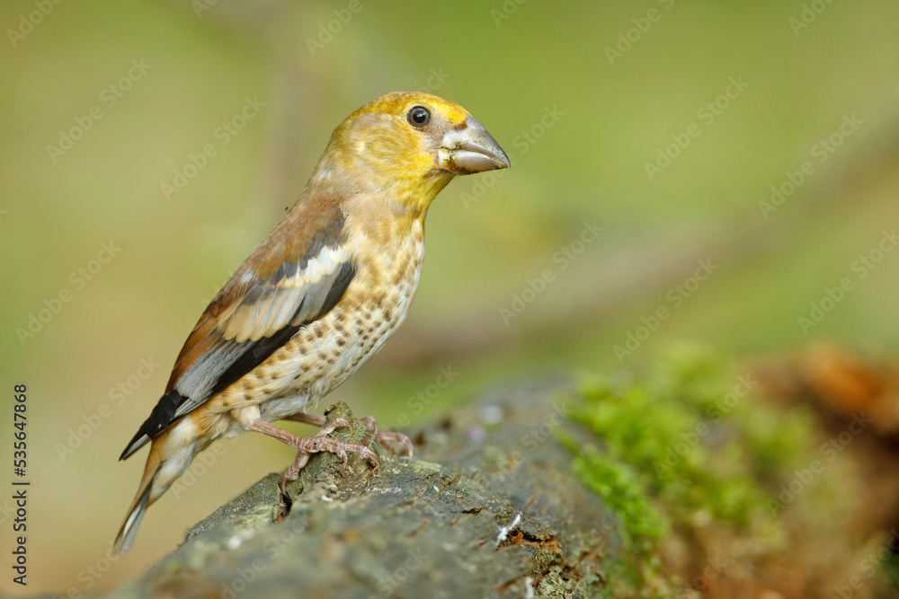 Obraz premium Grubodziób, pestkojad, grabołusk (Coccothraustes coccothraustes)