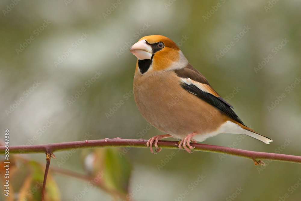Fototapeta premium Grubodziób, pestkojad, grabołusk (Coccothraustes coccothraustes)