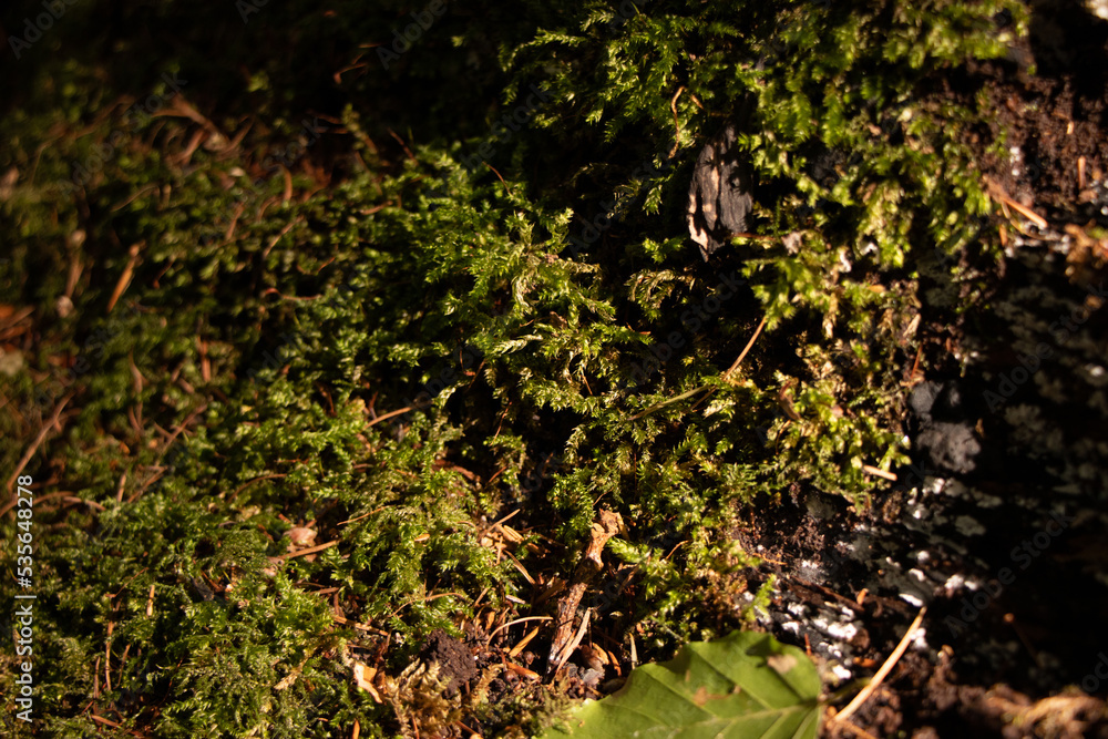 moss on the ground moss on the ground