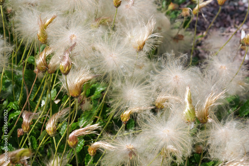 A continuous carpet of fluffy clematis closeup