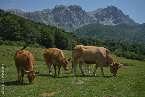 Cows grazing in a natural environment © ruthlaguna