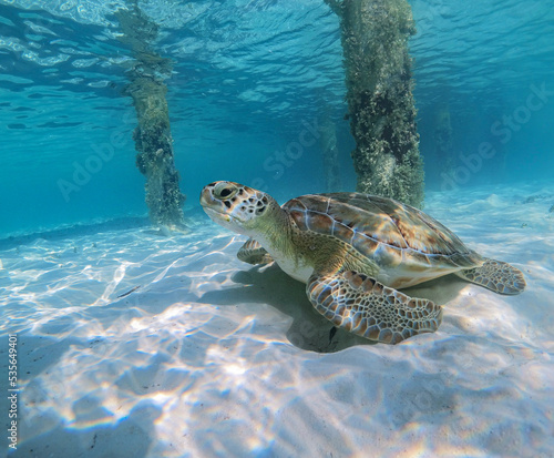photo of Sea turtle in exuma, Bahamas
