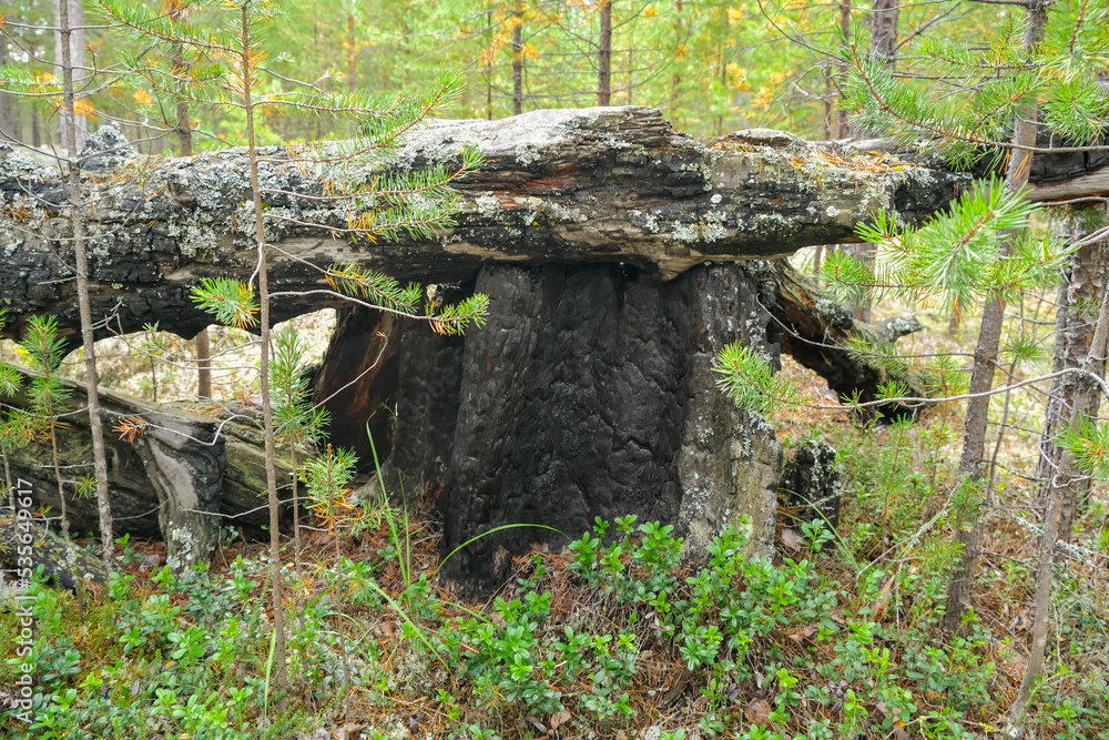 Coals after a fire in the forest. Charred tree trunks in a coniferous forest. Coals after a fire in the forest. Charred tree trunks in a coniferous forest.