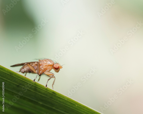 An orange marsh fly resting on a blade of grass. photo