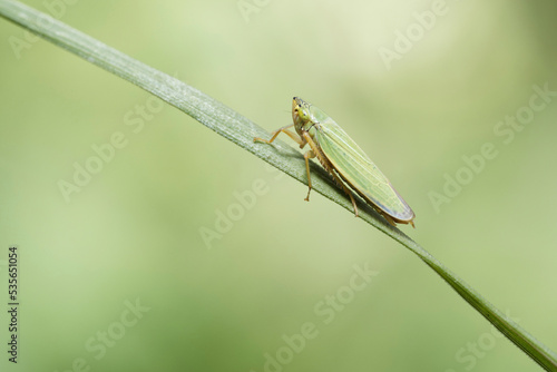 A green leafhopper on a blade of grass with a green background.
