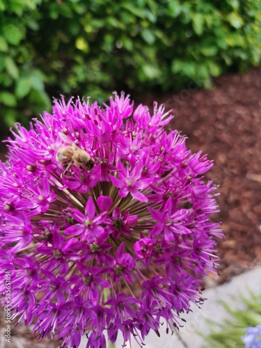 close up of flowers