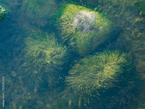 Underwater stones covered by green algae seaweed. Calm water.