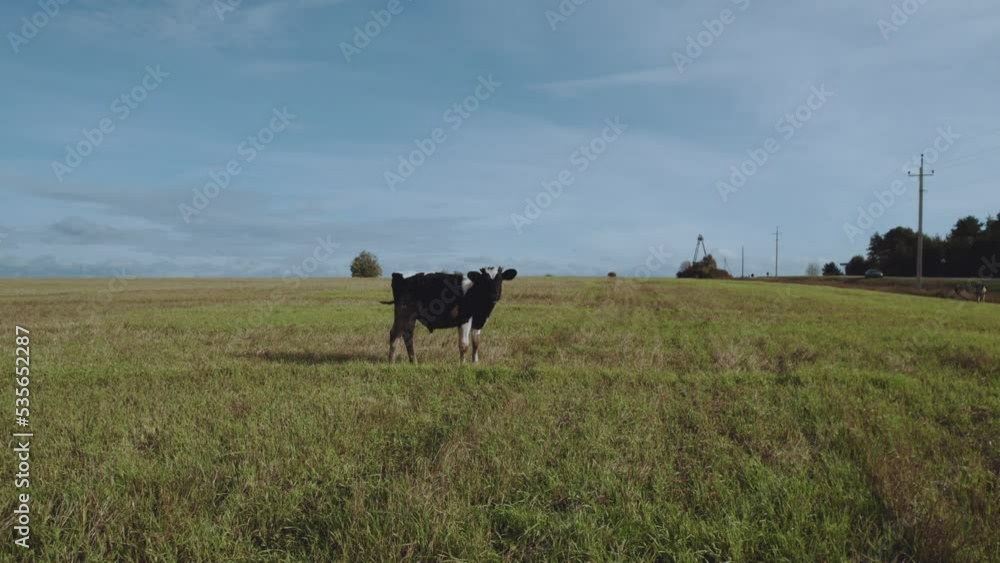 Aerial photography of cows in the field, cow, cows in nature Aerial photography of cows in the field, cow, cows in nature