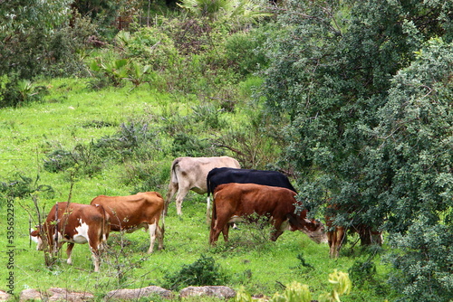 A herd of cows graze in a forest clearing in northern Israel. © shimon