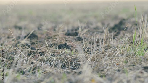 Big yellow field after harvesting. Short wheat stalks after harvest. Farmland after grain crop. Shallow depth of field.