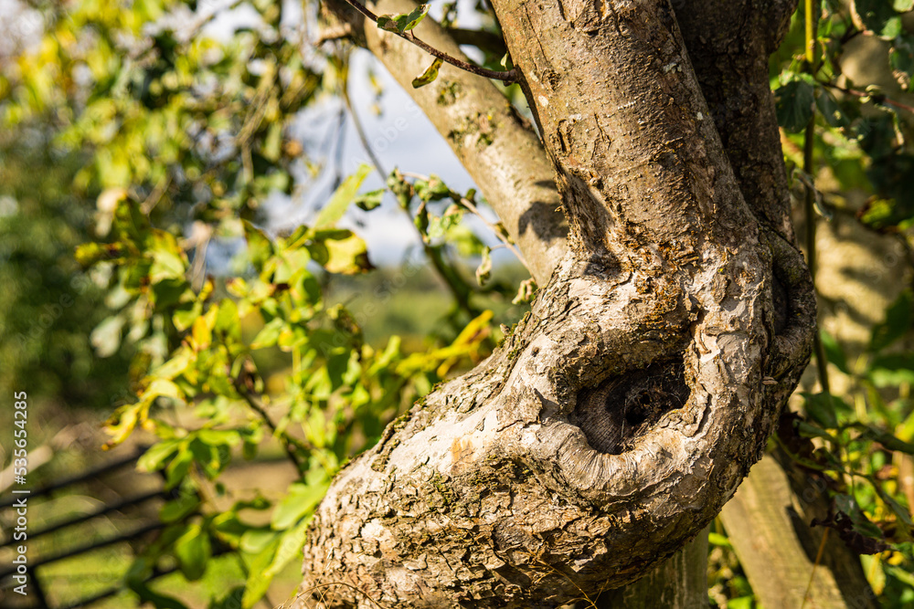 Fototapeta premium Tree