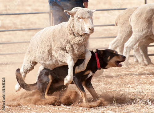 A kelpie has a close encounter with a sheep in outback Queensland, Australia. photo