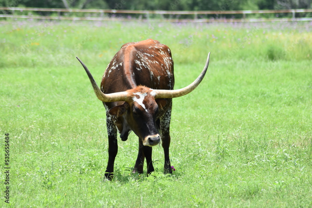 Texas longhorn grazing in green field of grass Texas longhorn grazing in green field of grass