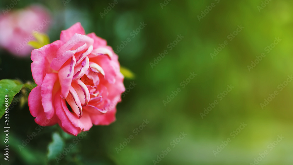 One blooming rose flower against blurred background One blooming rose flower against blurred background